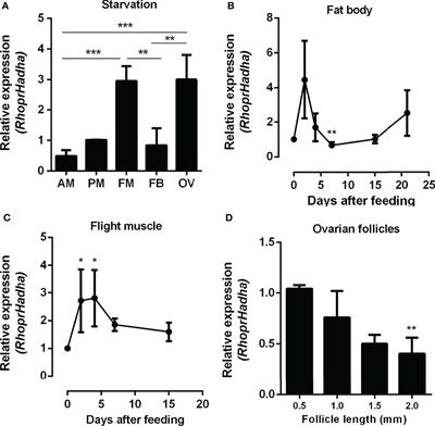 Silencing of Mitochondrial Trifunctional Protein A Subunit (HADHA) Increases Lipid Stores, and Reduces Oviposition and Flight Capacity in the Vector Insect Rhodnius prolixus